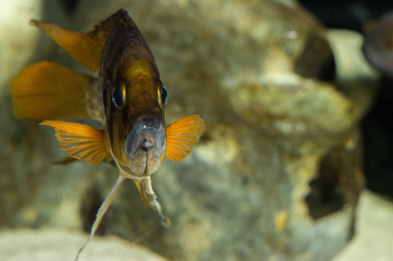 Altolamprologus compressiceps 'Kagunga'